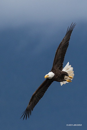 BE06345 - Bald Eagle