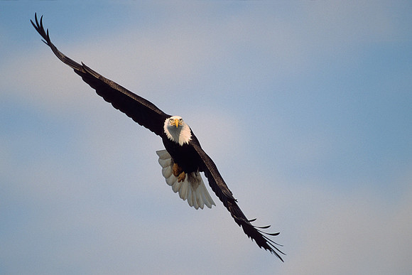 BE020488-American-Bald-Eagle