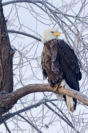 BE02263 Bald Eagle