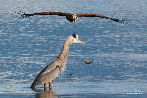 Bald Eagle and Great Blue Heron - BE03439