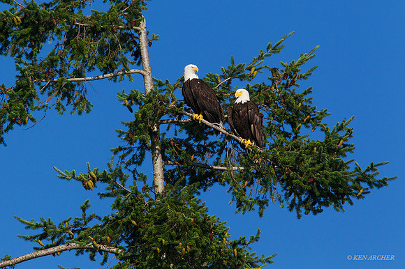 BE05058 - Bald Eagle