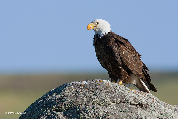 BE00242 - Bald Eagle