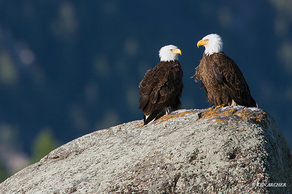 BE00226 - Bald Eagle