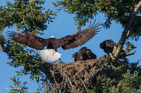 BE12377 - Bald Eagle