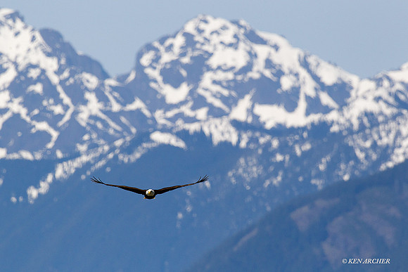 BE02044 Bald Eagle