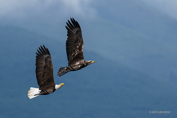 BE06331 - Bald Eagle