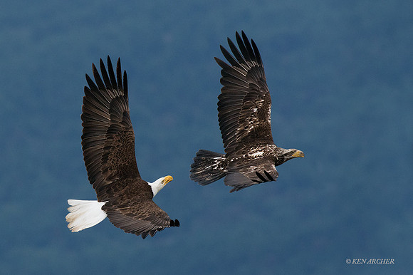 BE06326 - Bald Eagle