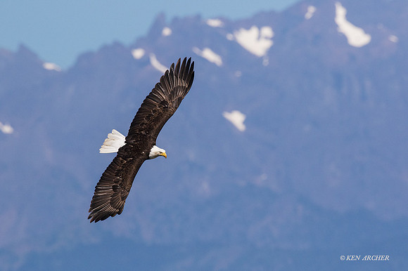 BE07997 - Bald Eagle