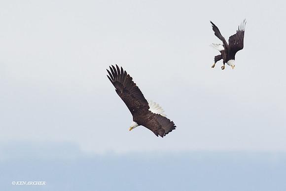 BE03314 Bald Eagle