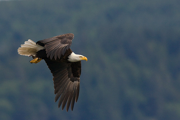 Bald Eagle - BE00836