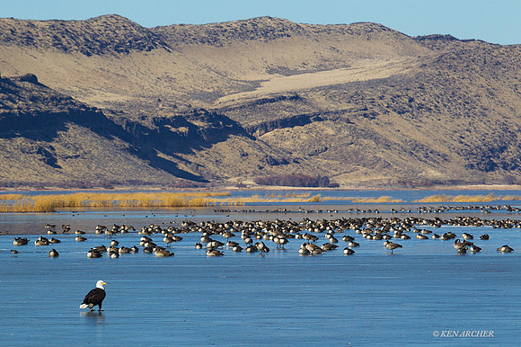 BE02391 - Bald Eagle