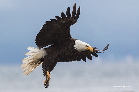 BE06498 - Bald Eagle