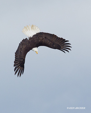 BE02921 Bald Eagle
