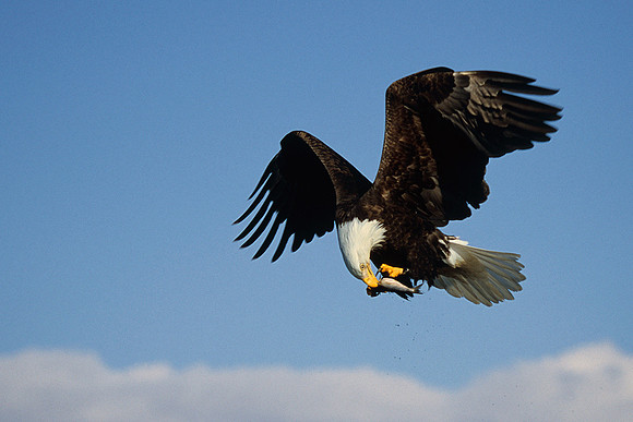 BE020485-Bald-Eagle-with-fish
