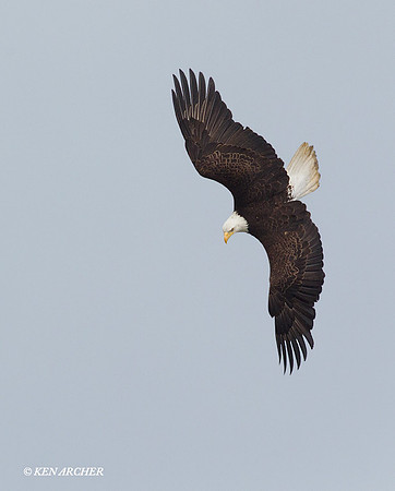 BE02876 Bald Eagle