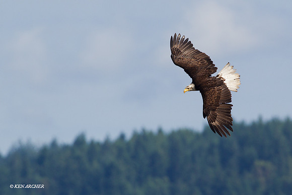 BE03380 Bald Eagle