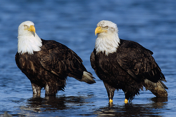 BE020909-Bald-Eagle-Pair,-resting-on-lakeshore