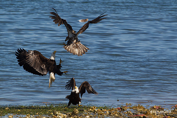 BE01944 Bald Eagle