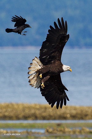 BE03147 Bald Eagle