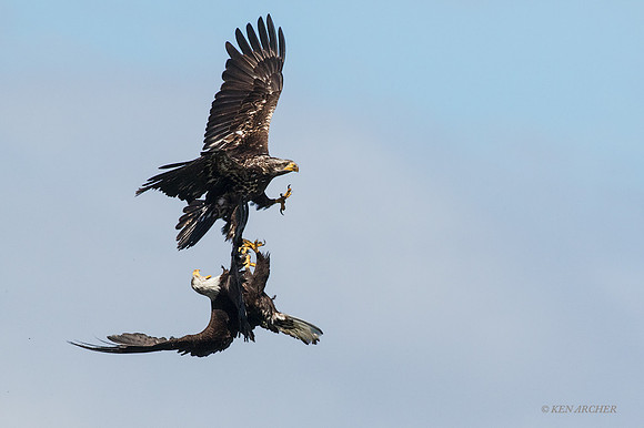 BE07054 - Bald Eagle