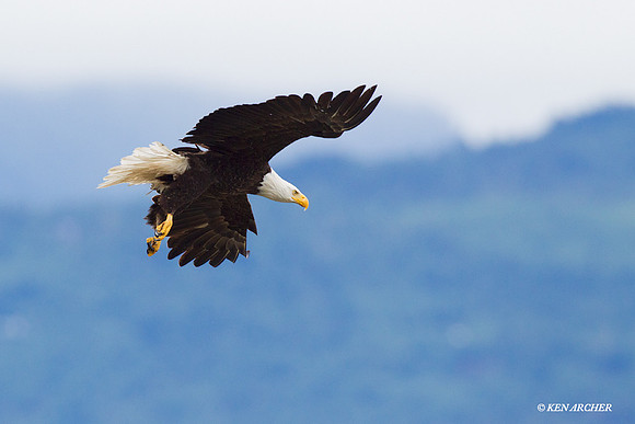 BE02646 Bald Eagle