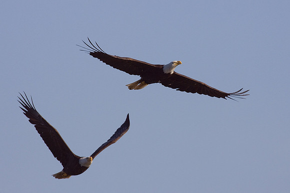 BE01348-Bald-Eagle