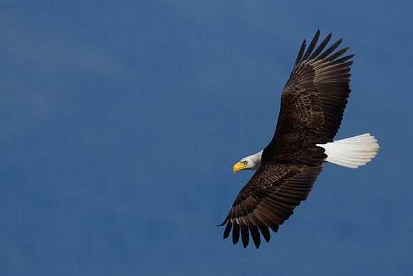 BE01044-Bald-Eagle