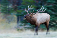 EK00424 - Rocky Mountain Bull Elk