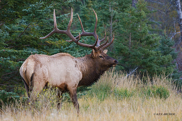 EK00458 - Rocky Mountain Bull Elk