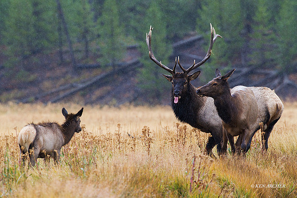 EK04706 - Rocky Mountain Elk