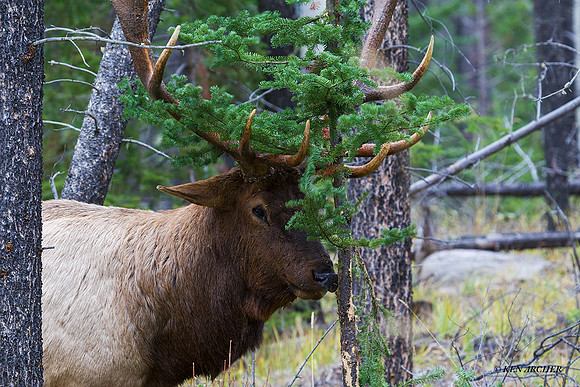 EK06277 - Rocky Mountain Elk