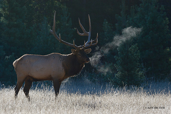 EK02519 - Rocky Mountain Elk
