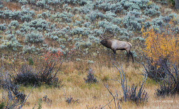 EK08021 - Rocky Mountain Elk