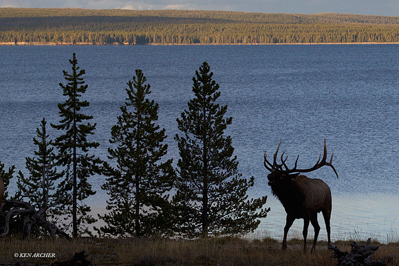 EK07117 - Rocky Mountain Elk