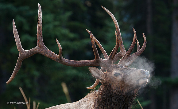EK00390 - Rocky Mountain Elk