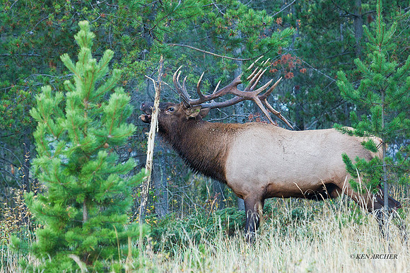 EK01401 - Rocky Mountain Elk