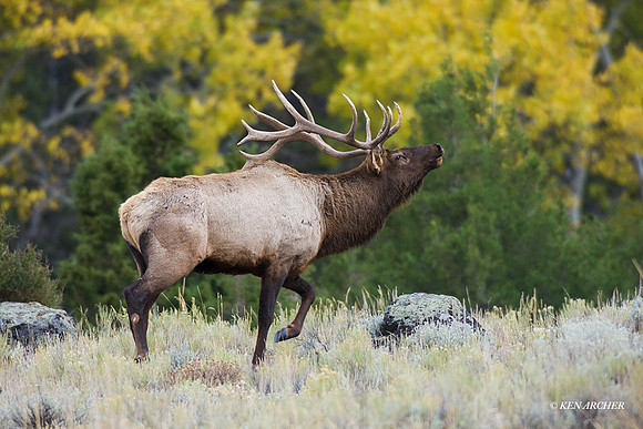 EK04247 - Rocky Mountain Elk
