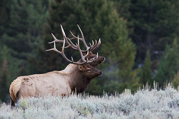 EK08776 - Rocky Mountain Elk