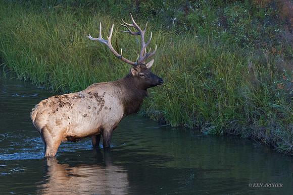 EK08211 - Rocky Mountain Elk