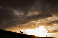 EK03782 - Rocky Mountain Elk