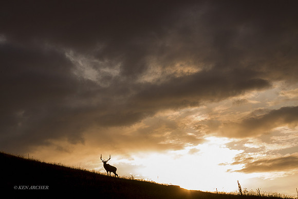 EK03782 - Rocky Mountain Elk