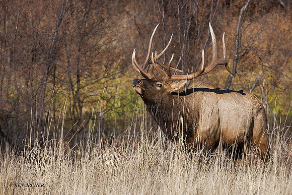 EK03252 - Rocky Mountain Elk