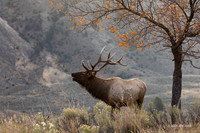 EK08630 - Rocky Mountain Elk