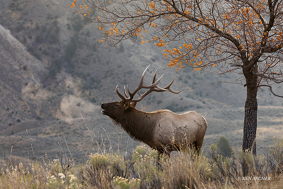 EK08630 - Rocky Mountain Elk