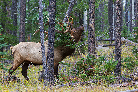 EK06258 - Rocky Mountain Elk