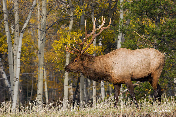 EK00566 - Rocky Mountain Bull Elk