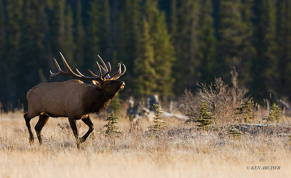EK02149 - Rocky Mountain Elk