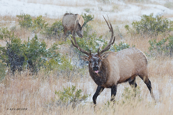 EK08461 - Rocky Mountain Elk