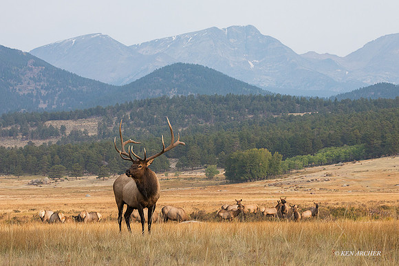 EK09641 - Rocky Mountain Elk
