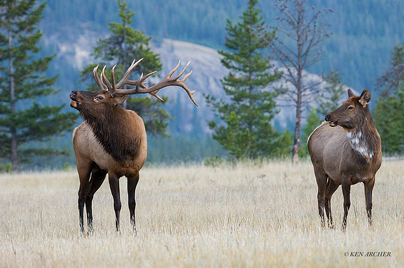 EK01181 - Rocky Mountain Elk